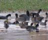 Number of water birds increases in Ghodaghodi wetlands