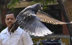 苦难鸽子！美媒：印警方关押“中国间谍鸽”长达8个月，结果发现是中国台湾赛鸽