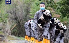 2023年两家机构共成功繁育大熊猫34只