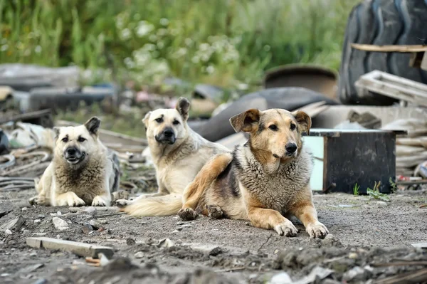 depositphotos_11946302-stock-photo-pack-of-wild-dogs