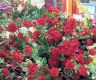 情人节玫瑰为尼泊尔创造了价值3500万卢比的收入