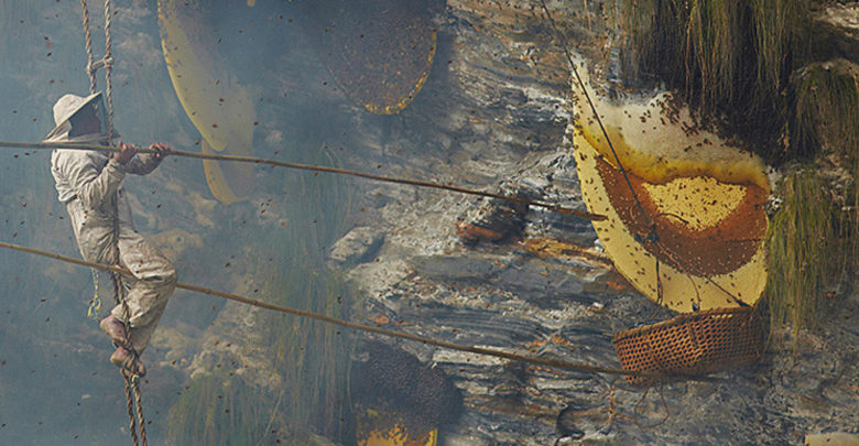 honey-hunting-780x405
