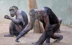 德国一动物园惊人一幕：黑猩猩毛发脱落，露出皮肤肌肉！园方担心是因“相互撕扯”
