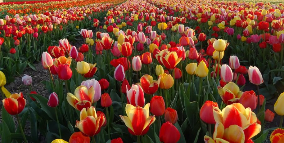 Tulip-fields-915x461