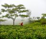 尼泊尔茶商表示 中国商人正成群结队地来尼泊尔购买茶叶