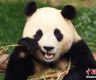定了！旅韩大熊猫“福宝”4月3日回国，将用特殊车辆运送