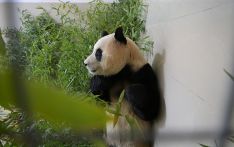 “福宝”回国人气不减，韩国旅行社争推赴华“熊猫游套餐”
