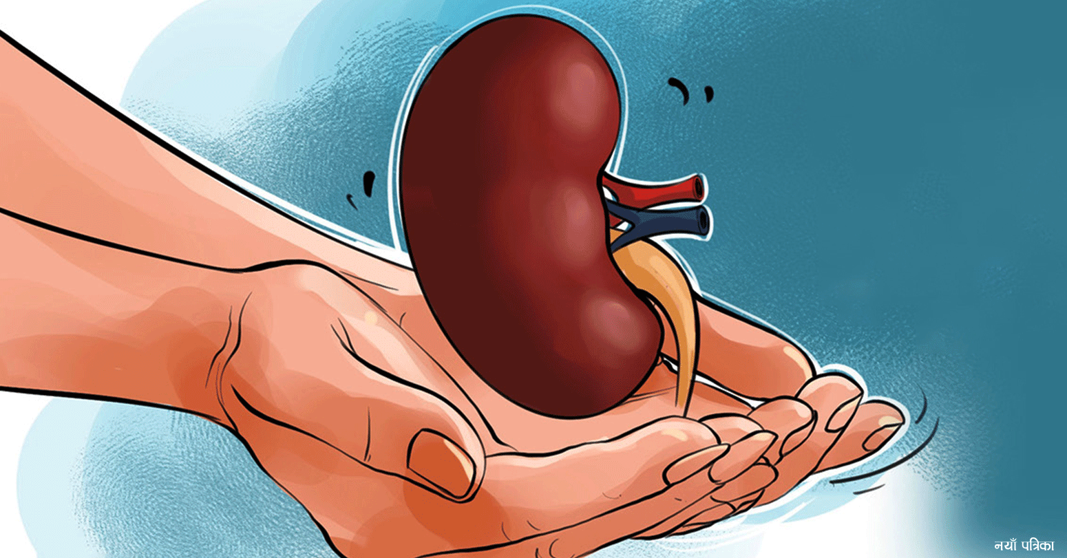 kidney12024-04-11-06-40-57