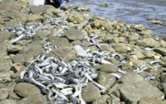 日本北海道港口现大量沙丁鱼尸体 市政府已回收1400公斤