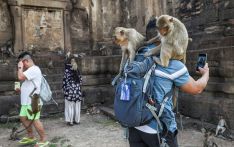  “猴满为患”，泰国旅游小城对猴子“宣战”