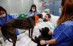 英媒：缓解紧张情绪，西班牙医院用“治疗犬”激励病人