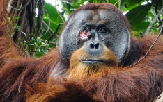 智慧达到了新高度？外媒：红毛猩猩首次被发现用药草处理开放性伤口