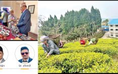 जर्मनीमा सुन्दरपानीको चिया
