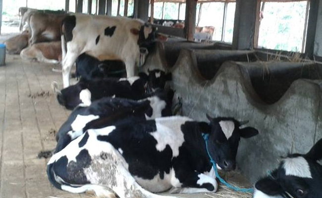 Cow-Farm