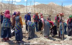 मुस्ताङलाई हरियाली बनाइँदै