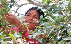 काफल टिप्दै गरेका महिला