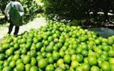 Lime prices up but cultivators incur losses