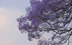 निलो शिरिषले सजिएको काठमाडौं (फाेटाे फिचर्स)