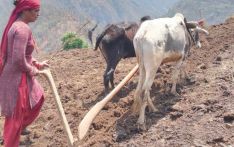 हलो क्रान्तिको नयाँ रूप महिलाले गोरु जोते