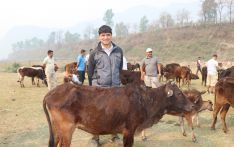 गौ संरक्षण केन्द्र पर्यटकीय गन्तव्य