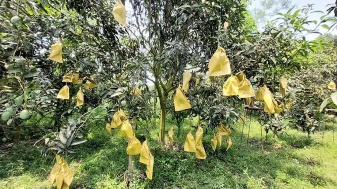 Fruit bagging method becomes boon for mango farmers in Rajshahi