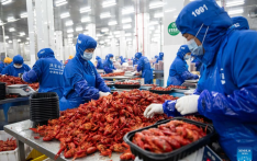 Nanxian County in C China's Hunan promotes development of crayfish industry