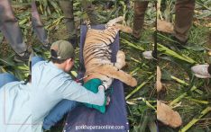 Tiger entering human settlement captured