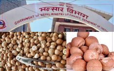 तीन लाख किलो सुपारी लिलाम गरिँदै