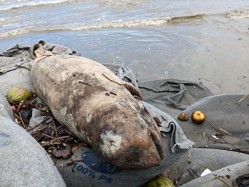 死去的伊洛瓦底江海豚被冲上夸卡塔海滩