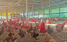 Intense heat hits hard layer poultry farms
