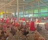 Intense heat hits hard layer poultry farms