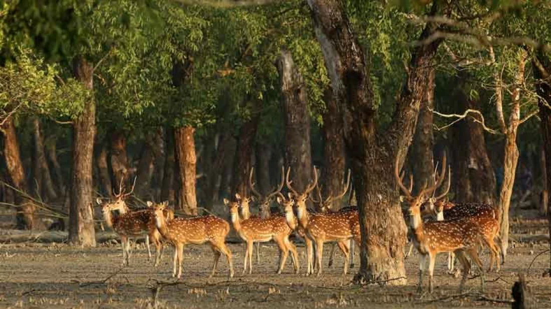 We cannot risk losing the Sundarbans