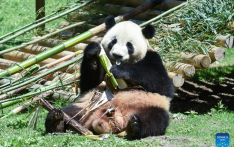 Feature: New giant panda couple makes debut in Spain