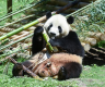 Feature: New giant panda couple makes debut in Spain