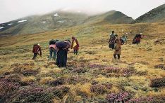 यार्सा सङ्कलन गर्न गएका चारजनाको मृत्यु