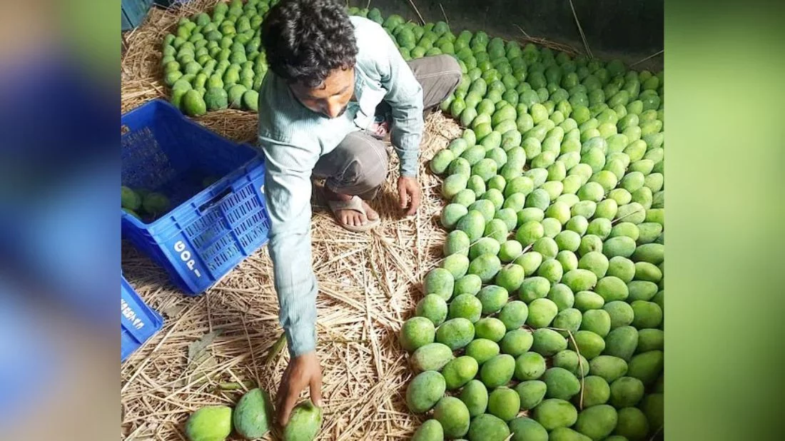 First shipment of Rajshahi mangoes leaves for Europe