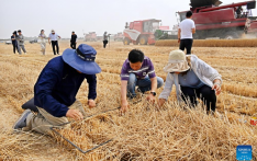 Combine harvesters reap wheat in Qingdao, E China