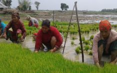 बिउँ छनोटमा किसानको अन्यौलता