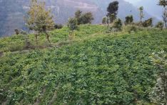 विदेशमा होइन, स्वेदशमै पसिना बगाउने सङ्कल्प