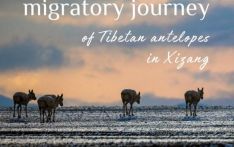 Birth-giving migratory journey of Tibetan antelopes in Xizang