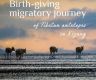 Birth-giving migratory journey of Tibetan antelopes in Xizang