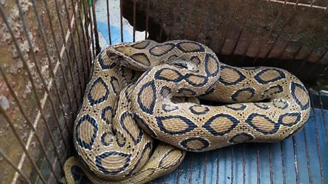 Panic in Chittagong over snake sightings, officials urge calm