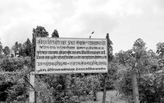 सुन्दरी र मोतीखोला वन क्षेत्र पुनः हराभरा