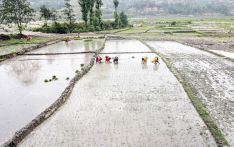हालसम्म ९.८ प्रतिशत रोपाइँ, राष्ट्रिय धान दिवस चितवनमा