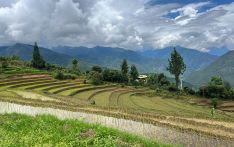 Organic farmers in Punakha reap rewards with Canadian support