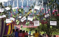 चित्रपुरमा आँप मेला (फोटो फिचर)