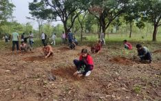 चार लाखभन्दा बढी बिरुवा रोपिँदै