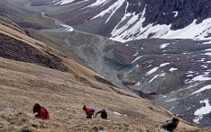 जलवायु परिवर्तनले यार्चागुम्बा सङ्कटमा