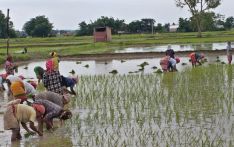 कोशी प्रदेशमा १३.७१ प्रतिशत रोपाइँ