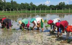 Only 10% paddy planted in Banke